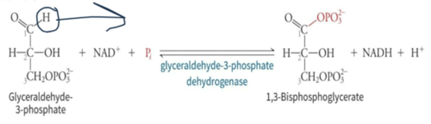 <p>second phase, oxidized to 1,3-bisphosphoglycerate (1,3-BPG)</p>