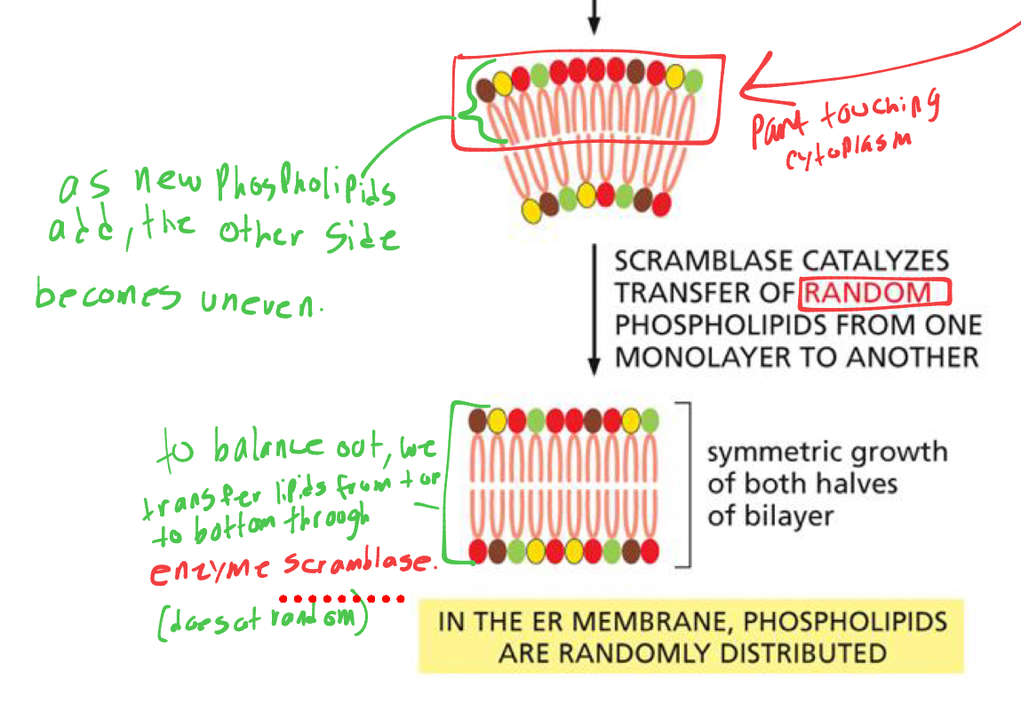 <p>as we add new phospholipids to one monolayer, it becomes uneven compared to the other monolayer, what enzyme solves this</p>