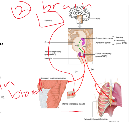 <p>receptors</p><p>1.Know ___</p><p>2.Know Co2 and O2 concentrations</p><p>3.go out to lungs to adjust ventilation (rate)</p>