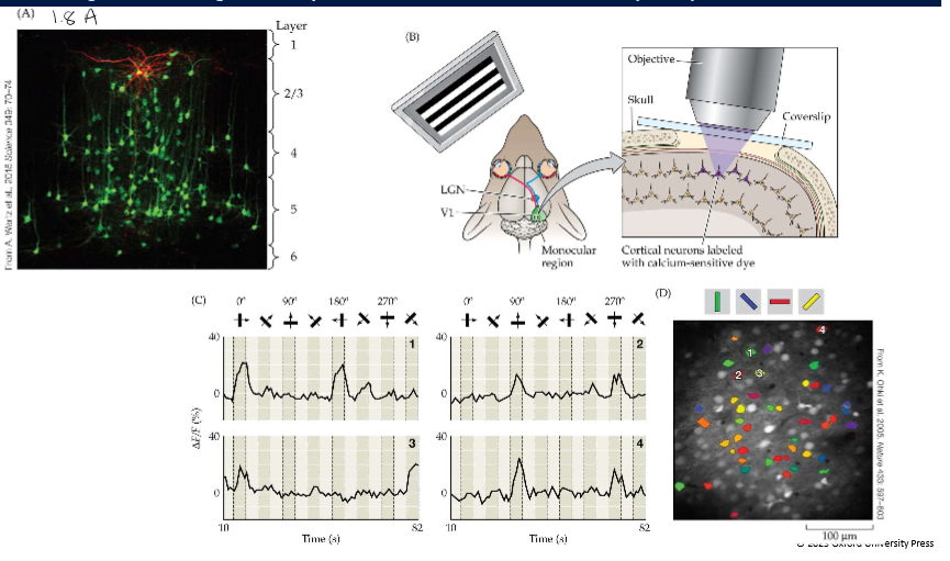 <p>Genetically engineered virus to visualize pre- and post-synaptic targets. (Image 1.8A) Ca<sup>2+</sup>&nbsp;imaging: using Ca<sup>2+</sup>&nbsp;dye labels.(image 1.8 B-D)</p>