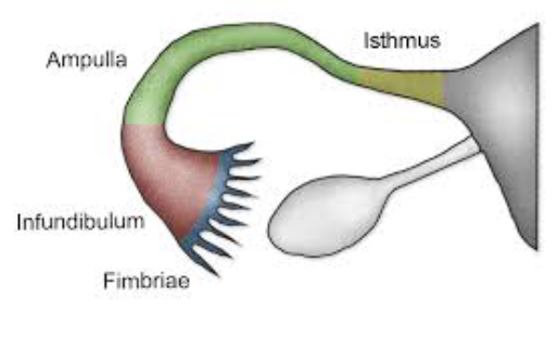 <p><strong><em>Fallopian tubes</em></strong> or <strong><em>Oviducts</em></strong></p><p><span style="color: blue;"><strong><span>STUCTURE</span></strong></span></p><ul><li><p>Each tube ~10cm (4in) long and extends from area of ovary to superolateral region of uterus</p></li></ul><p><span style="color: red;"><strong><span>FUNCTION</span></strong></span></p><ol><li><p>Receive ovulated oocyte and are usual site of fertilization</p></li><li><p>Oocyte is carried along toward uterus by smooht muscle peristalsis and ciliary action </p></li><li><p>Non-ciliated cells of tube function to nourish oocyte and sperm </p></li></ol><p></p>