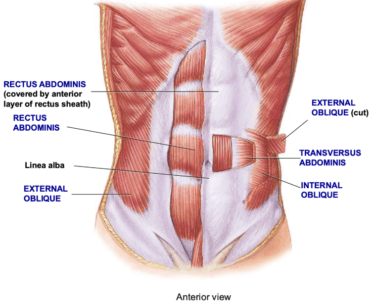 <p><span style="background-color: transparent;"><span>superficial muscles, where fibers run @ oblique DIR (“hands in pocket”) </span></span></p><p><span style="background-color: transparent;"><span> ⤷ flexion and rotation of vertebral column + </span><strong><span>compression</span></strong></span></p>