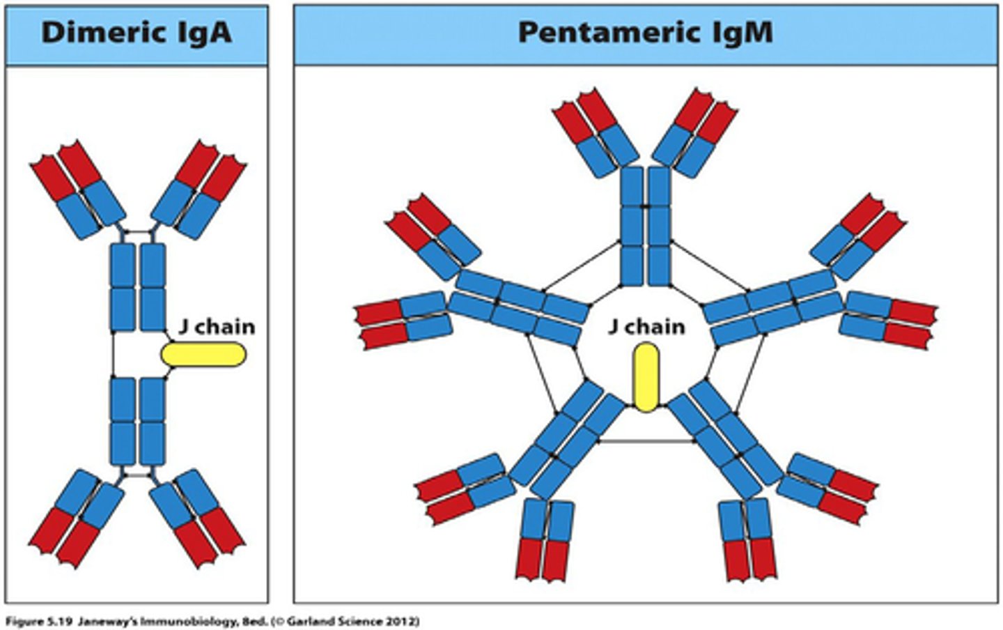 <p>polymerization of IgM and IgA</p>