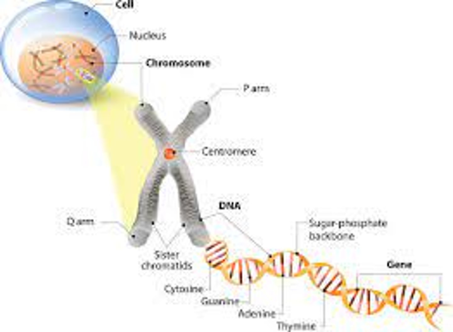 <p>a threadlike structure of nucleic acids and protein found in the nucleus of most living cells, carrying genetic information in the form of genes.</p><p>(really long strand of DNA)</p>