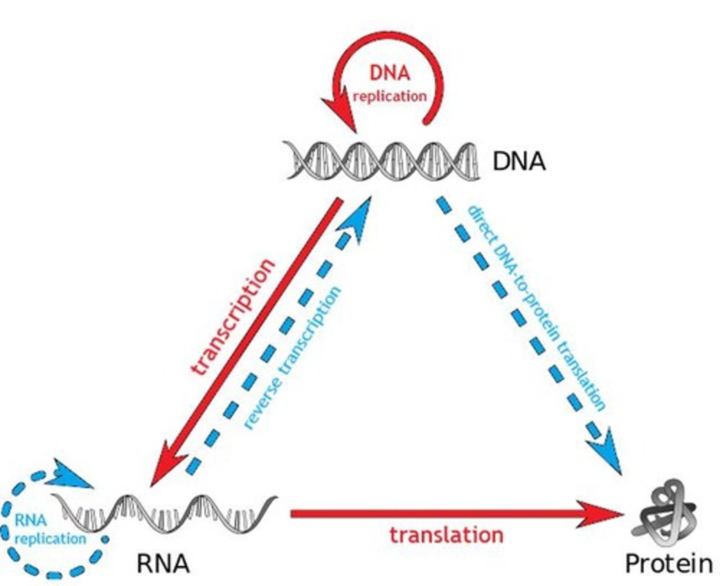 <p>The process of synthesizing RNA from a DNA template.</p>