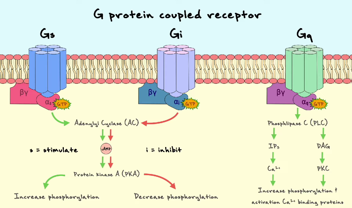 <ul><li><p>G<sub>s</sub></p><ul><li><p><strong>s</strong>timuleert cAMP pathway</p></li><li><p>activatie adenylyl cyclase</p></li><li><p>PKA</p></li></ul></li><li><p>G<sub>i</sub></p><ul><li><p><strong>i</strong>nhibeert cAMP pathway</p></li><li><p>inhibitie adenylyl cyclase</p></li><li><p>PKA</p></li></ul></li><li><p>G<sub>q</sub></p><ul><li><p>activeert PLC-β enzymes</p></li><li><p>PIP2 hydrolyseren → DAG &amp; IP3;</p><p>second messengers</p></li><li><p>PKC</p></li></ul></li></ul><p></p>