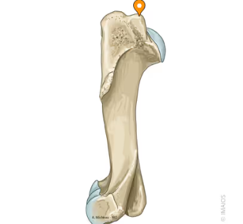 <p>Vad är markerat och vilka djur har den?</p>