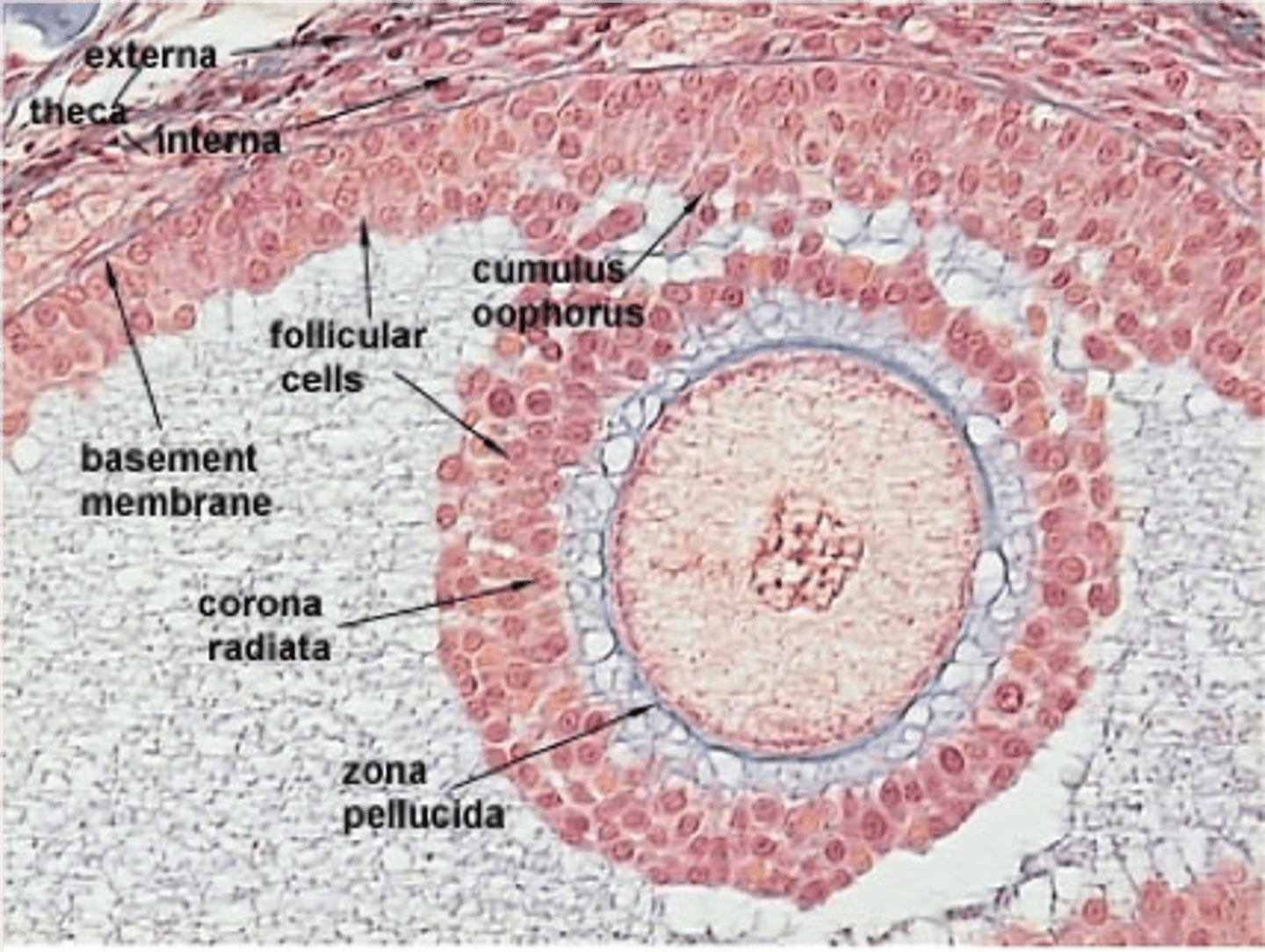 <p>Eukaryotic cells that do not have a cell wall</p><p>Form human tissues</p><p>Undergo differentiation</p>