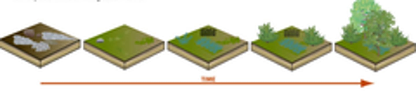 <p>occurs on sites where no soil is present. begins with a pioneer species</p>