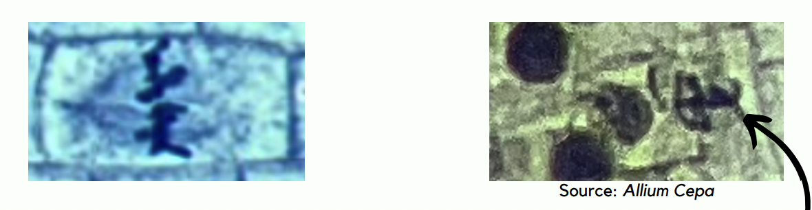 <p><span>What phase is this?</span></p>
