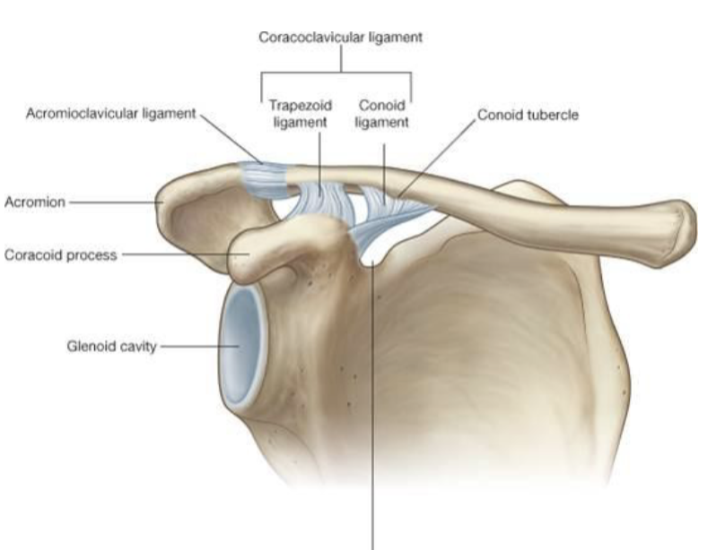 <p>coracoclavicular ligament</p><p>acromioclavicular ligament </p>