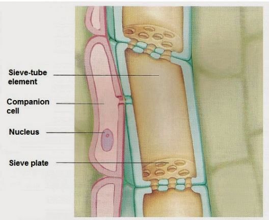 <ul><li><p>STRUCTURE </p><ul><li><p>perforation at the end walls </p></li><li><p>long tube like structure </p></li><li><p>cytoplasm - at perifery </p></li><li><p>lack nucleus </p></li></ul></li><li><p>FUNCTION </p><ul><li><p>transports organic solutes</p></li></ul></li></ul><p></p>