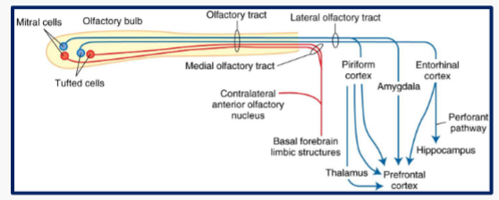 <p>Don’t really go through the thalamus</p><ul><li><p>Connect to limbic/memory systems - is a very powerful memory cue</p></li></ul><p></p>