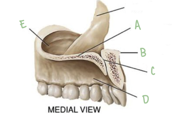 <p>Name the part of the maxillae labeled A (medial view)</p>