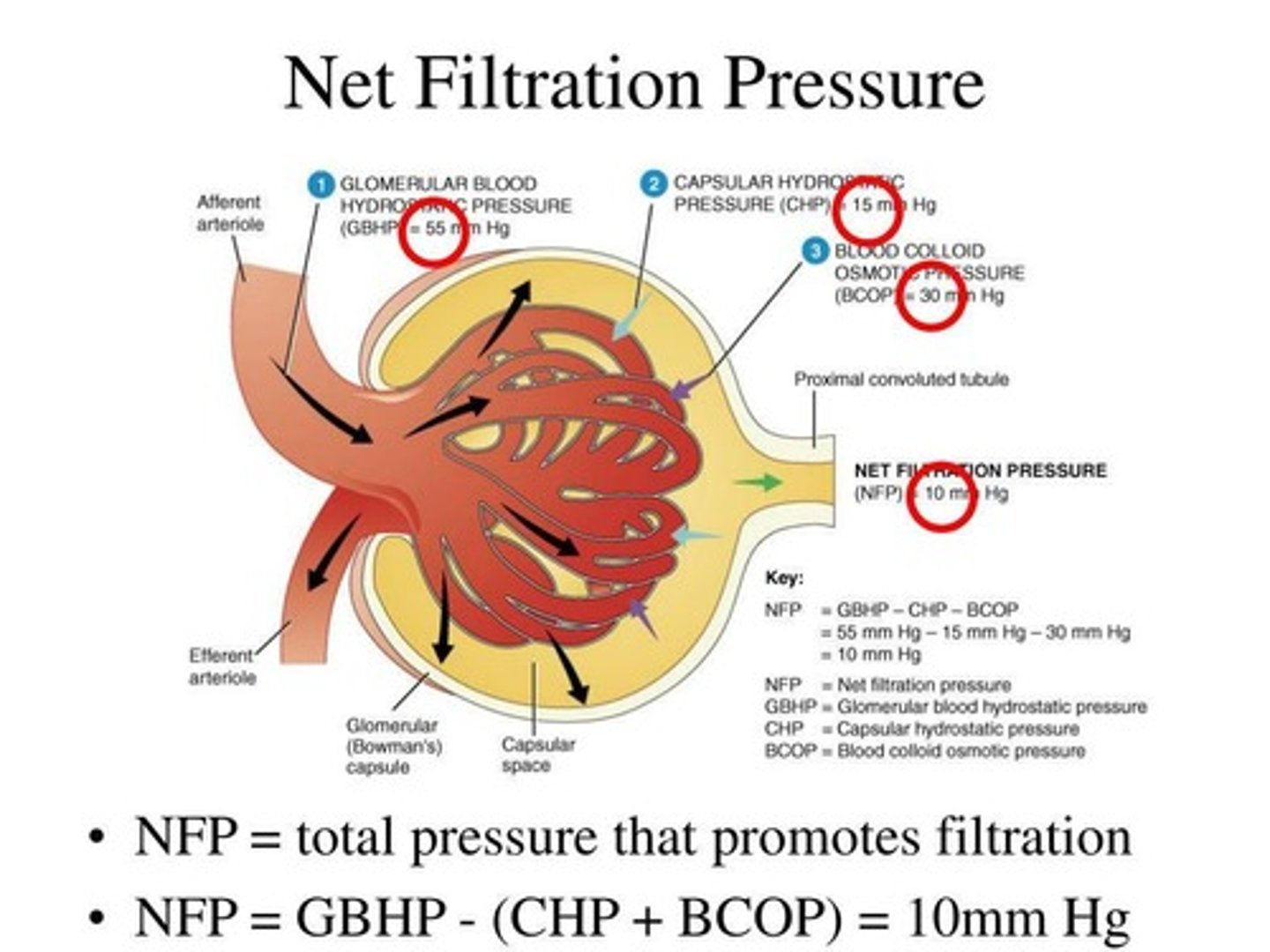 <p>NFP is the force that drives filtration, determined by the balance of Glomerular Blood Hydrostatic Pressure, Capsular Hydrostatic Pressure, and Blood Colloid Osmotic Pressure.</p>