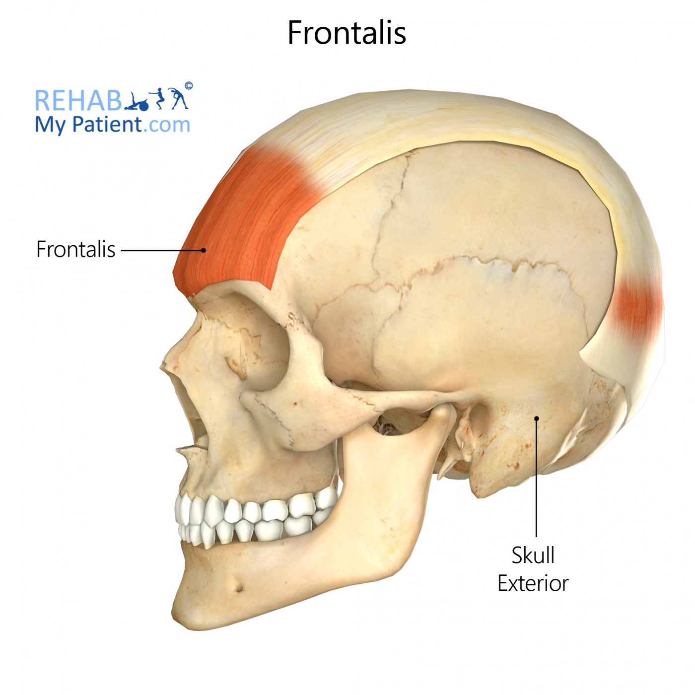 <p><span><strong> Frontalis</strong></span></p>