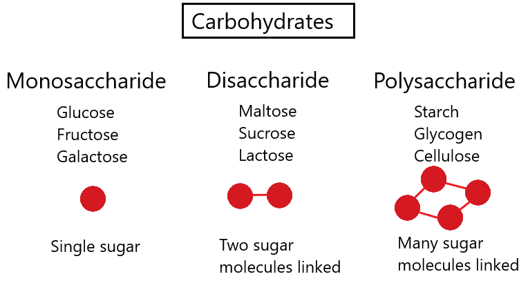<p>fiber</p>