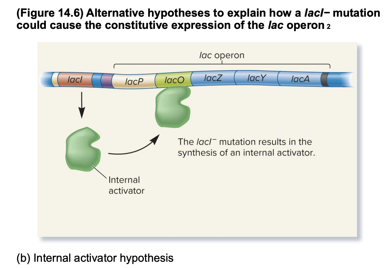 <ul><li><p>Jacob, Monod, and Pardee hypothesized that the lacI- mutation results in the synthesis of an internal inducer</p><ul><li><p> internal activator <strong>binds to the lacO operator</strong>, which <strong>activates</strong> the transcription of the lac operon, causing <strong>constitutive expression</strong></p><ul><li><p>e continuous or <strong>unregulated expression</strong> of a gene or operon</p></li></ul></li></ul></li><li><p>if correct: the inducer protein produced from the chromosome can diffuse and activate the lac operon on the F’ factor</p></li></ul><p class=""></p><p></p>
