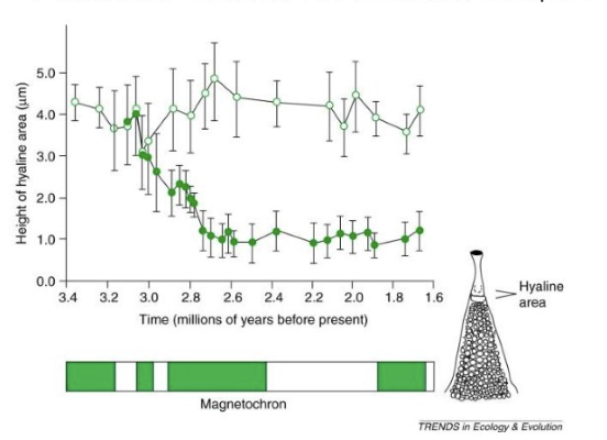 <ul><li><p>Magnetic cores of the Earth flip once in a while —&gt; changes environment (weather, ocean structure)</p></li><li><p>Causes sediment columns to diverge</p><ul><li><p>one stays at 4mm</p></li><li><p>others go down to 1mm</p></li></ul></li></ul><p></p>