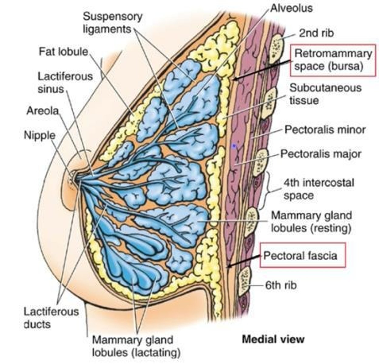 <p>Bilateral glandular structures, more developed in females for nourishment of young.</p>
