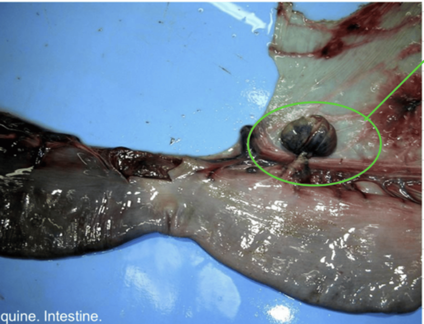 <p>it can spread to other parts of the body if it is not separated.</p><p>we must remove the necrotic tissue and clamp it to prevent the spread of the toxins into the blood.</p>