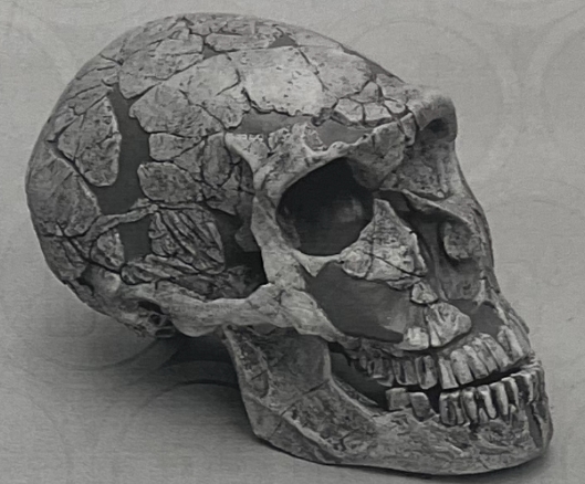 <p>Describe the cultural advances of this species</p>