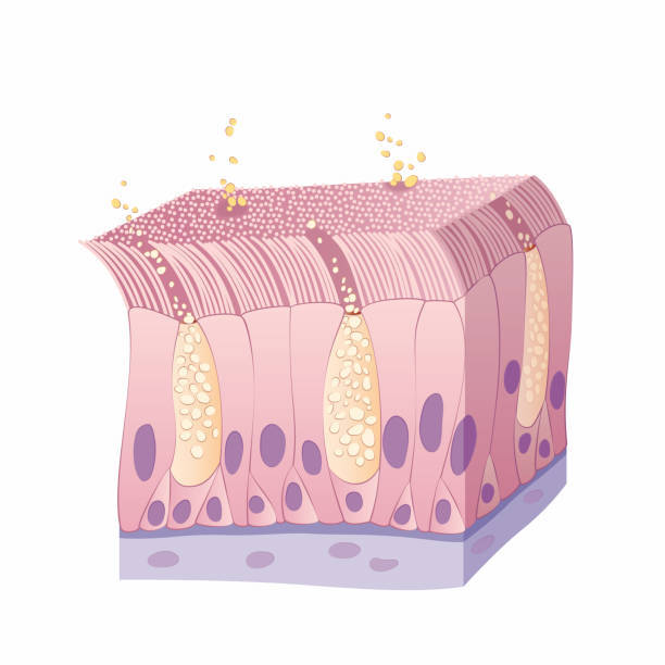 <p>épithélium cylindrique pseudostratifié cilié </p>