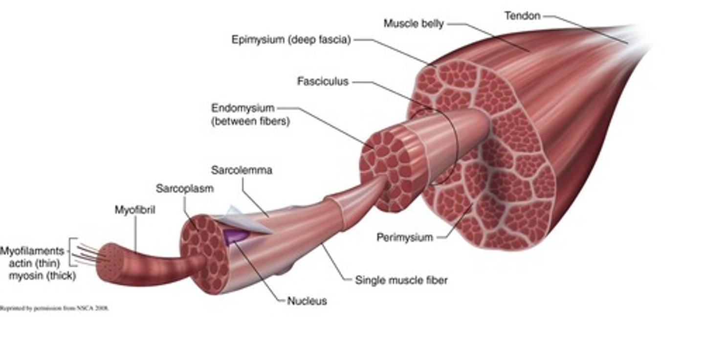 <p>Connective tissue surrounding the muscle belly.</p>