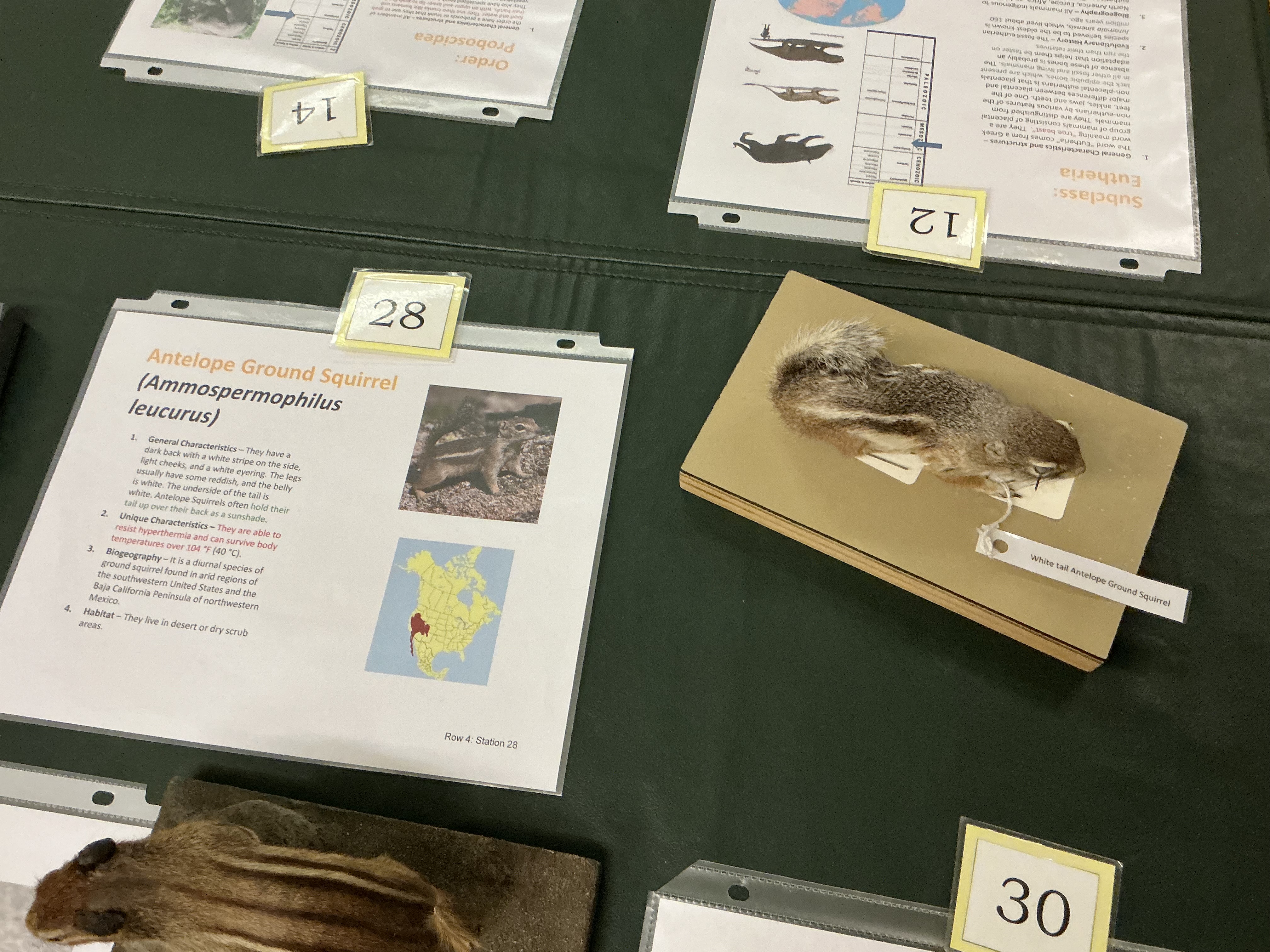 <p>How do Antelope Ground Squirrel hold their tail? Why? Uniqueness?</p>