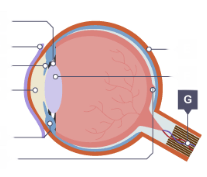 <p>Optic nerve</p>