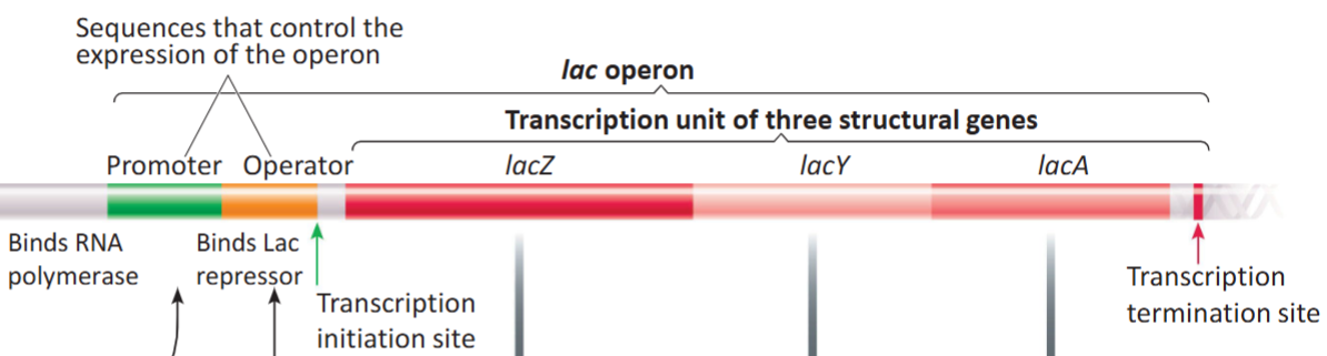 <p>A prokaryotic gene organization system (DNA) containing a cluster of genes under the control of a single promoter, meaning the genes are transcribed together as a single mRNA strand.</p><p>Eukaryotes do not have operons in most cases.</p>