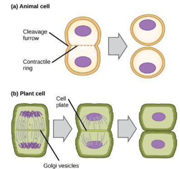 <p><span>cytoplasm divided &amp; forms two daughter cells</span></p>