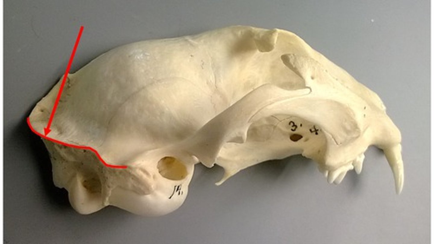 <p>Part of the skull where the neck muscles attach</p>