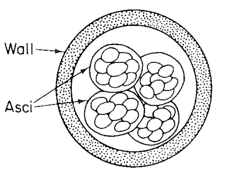 Totally encoled by wall of sterile hyphae (peridium)
Asci are released after the wall breaks down from weathering 
Chemical attractants encourage dispersal by animals 
