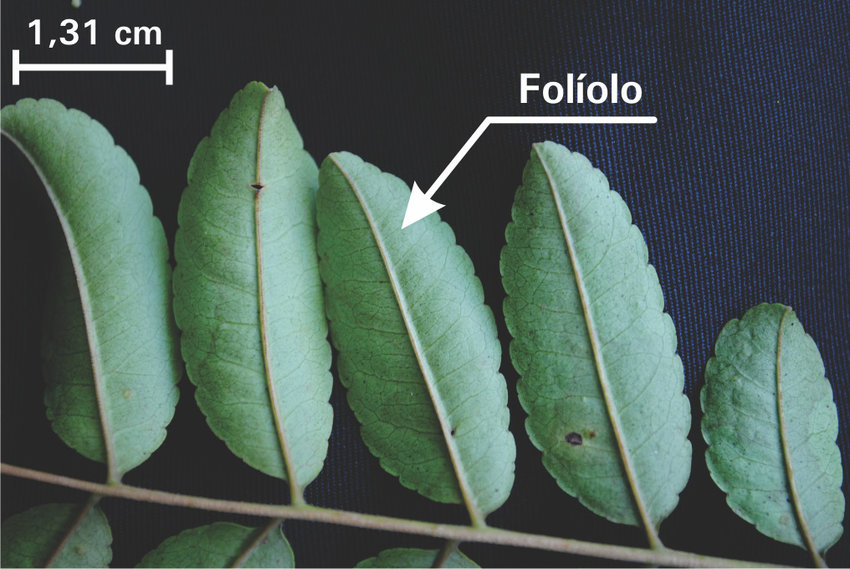 <p>São as subdivisões do limbo foliar em folhas compostas.</p>