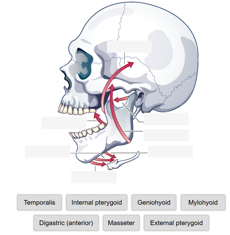 <p>Muscles of the Mandible</p>
