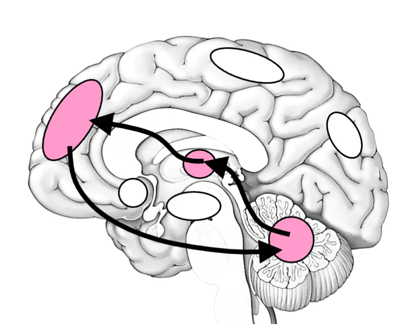 <p>Frontocerebellar network </p>