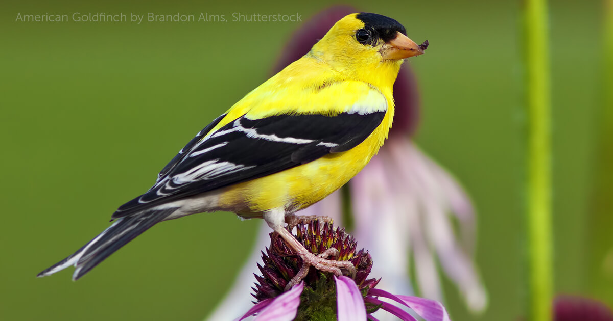 <p><em>Carduelis tristas</em></p>