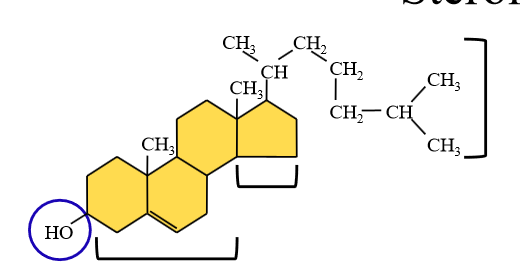 <p>Cholesterol</p><p></p>