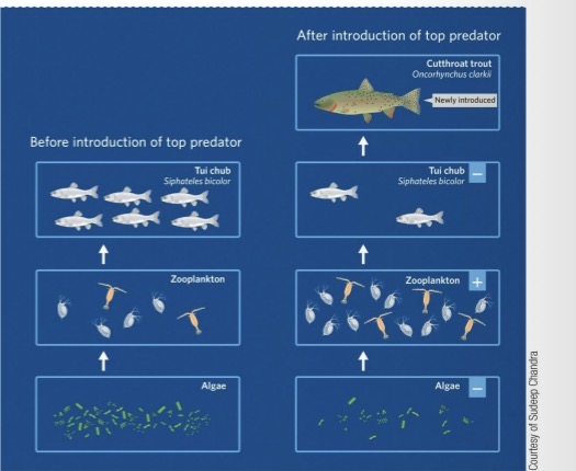 <ul><li><p>Control of the energy flow in a food web by organisms at the upper trophic levels.</p></li><li><p>By eating organisms at the lower trophic levels, the species at the upper trophic levels control the biomass and abundance of lower levels</p></li><li><p>Lots of trout → eat and deplete level below them → fewer tui chub → so now next level is relieved of some predation → lots of zooplankton that will eat more phytoplankton → less phytoplankton</p></li><li><p><strong>Odd # of levels (e.g., 3: predator → herbivore → plant):</strong></p><ul><li><p>→ Top predator ↓ herbivores → ↑ plants</p></li><li><p><strong>Yayyy for Primary producers increase</strong></p></li></ul></li><li><p><strong>Even # of levels (e.g., 4: top predator → mid predator → herbivore → plant):</strong></p><ul><li><p>→ Top predator ↓ mid predator → ↑ herbivores → ↓ plants</p></li><li><p><strong>BAD for Primary producers decrease</strong></p></li></ul></li><li><p><strong>Summary:</strong></p><ul><li><p><strong>Odd = Positive effect on plants</strong></p></li><li><p><strong>Even = Negative effect on plants</strong></p></li></ul></li></ul><p></p>