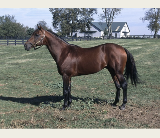 <p>American Saddlebred</p>