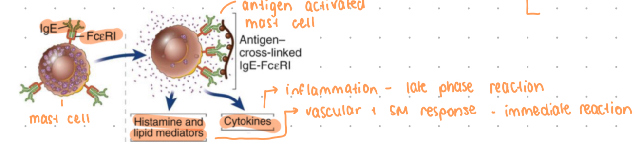 <ul><li><p>binds to FceRI on mast cells + basophils, coating with IgE = sensization </p></li><li><p>antigen needs to bind to 2 or more FcR bound IgE to trigger cross linking of FcR + cell activation</p></li><li><p>triggers release of inflammatory mediators (histamine)</p></li><li><p>allergic responses, also physiological responses to protect from venoms + toxins </p></li></ul>