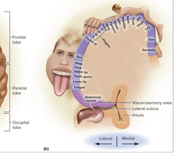 <p>a diagram of the primary somesthetic cortex </p><p> resembles an upside down sensory map of the contralateral side of the body </p><p></p>