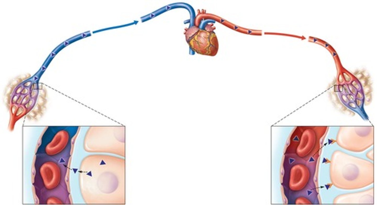 <p>Red blood cells responsible for carrying oxygen in the blood.</p>