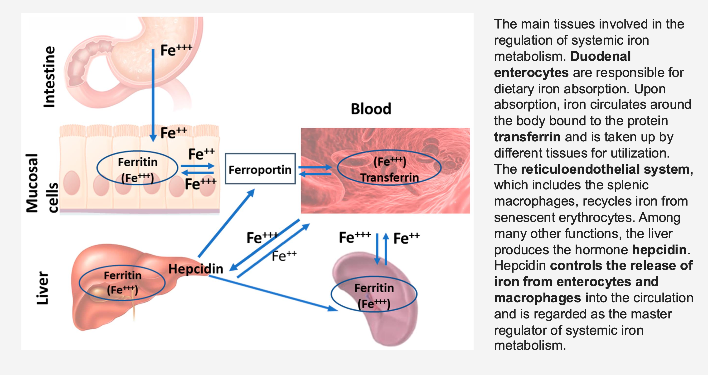 <p><span>Which cells are responsible for dietary iron absorption?</span></p>