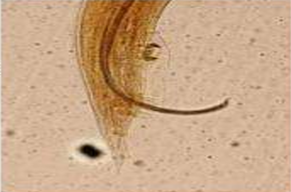 <ol><li><p>SN</p></li><li><p>CN</p></li><li><p>DH</p></li><li><p>PS</p></li></ol><p></p>