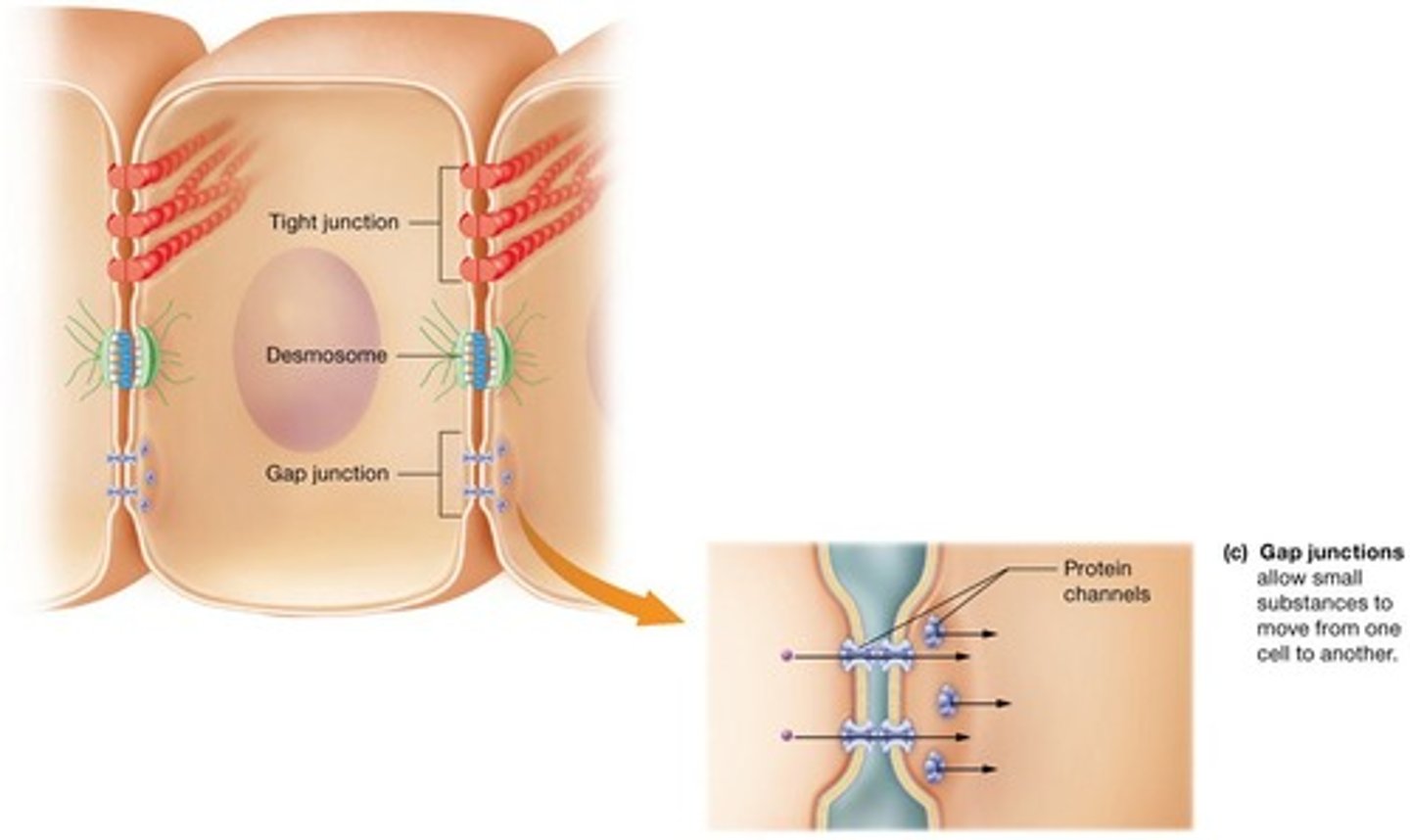 <p>One of the three major types of cell junctions.</p>