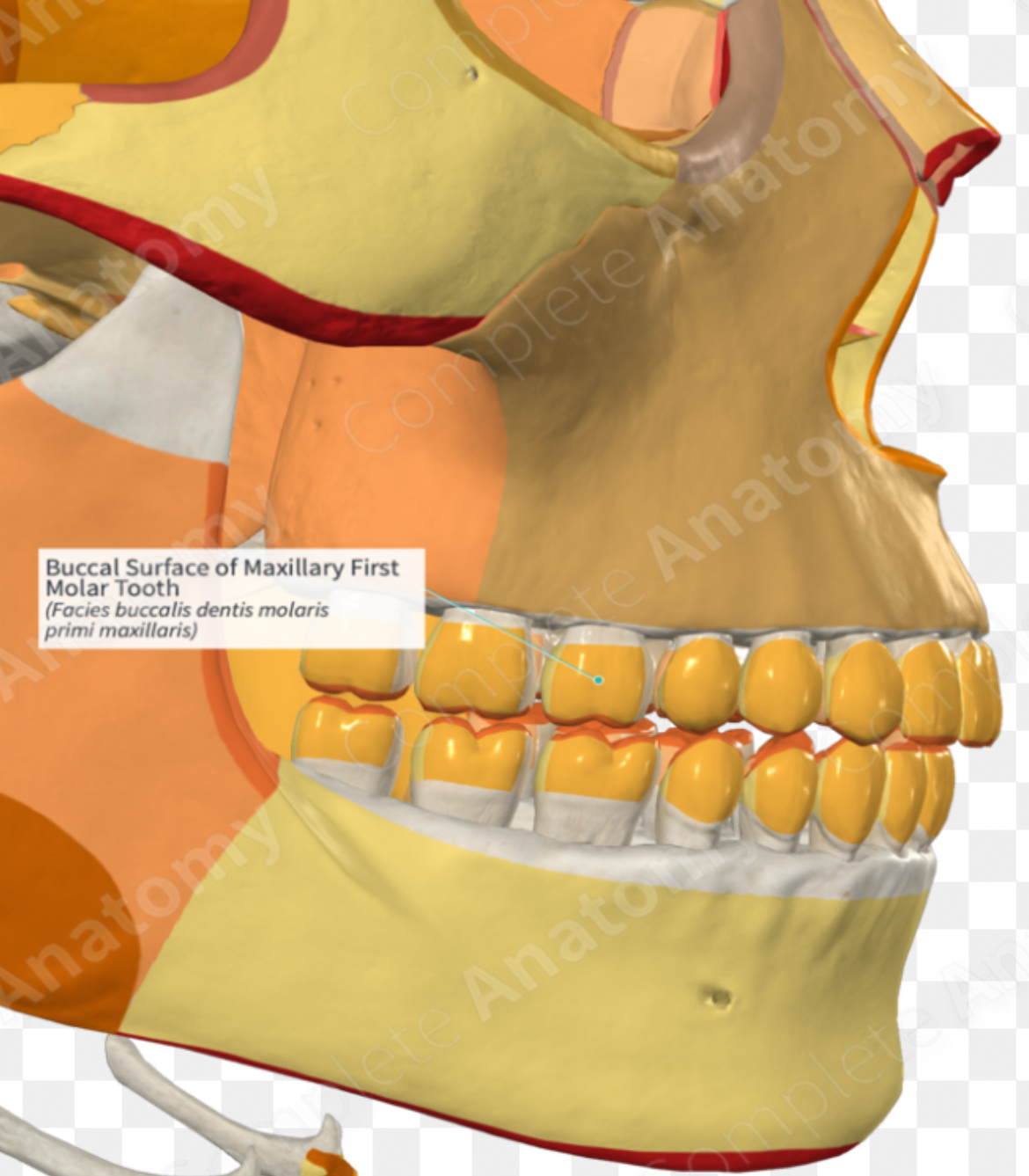 <p>Buccal and labial</p>