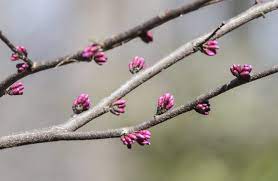 <p>red/purple buds</p><p>tree gets flowers before leaves</p><p>native, small in stature</p><p>heart shaped leaf</p>