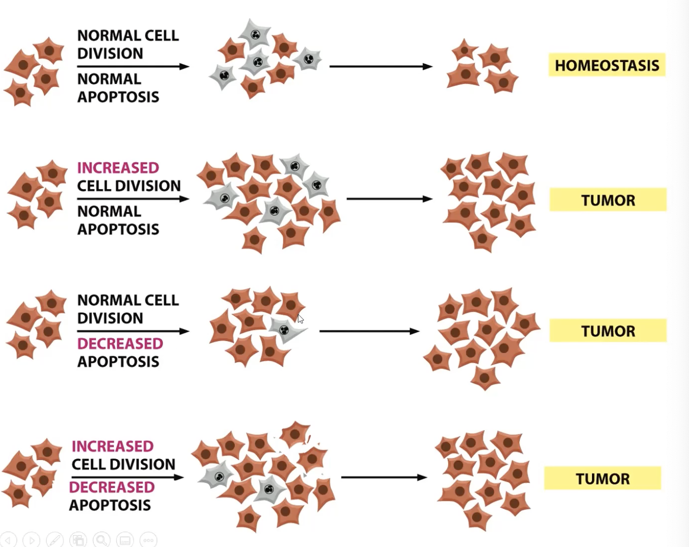 <p>loss if internal balance (homeostasis):</p><p>increased cell division can cause tumors</p><p>decreased apoptosis can cause tumors</p><p>increased cell division + decreased apoptosis can cause tumors (most cancers have this combo)</p>